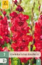 Gladiool ´Velvet Raspberry´ 12/14 7tk 