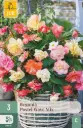 Begoonia ´Pastel Wave´ Mix 5/6 3tk 