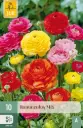 Aasia tulikas ´Ranunculus´ Mix 6/7 10tk 