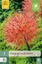 Verilill ´Scadoxus´ multiflorus 16/18 1tk 
