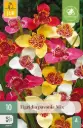 Tiigerlill ´Tigridia Pavonia´ Mix 7/9 10tk 
