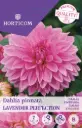 Daalia ´Lavender Perfection´ 1tk 