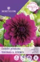 Daalia ´Thomas A. Edison´ 1tk 