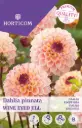 Daalia ´Wine Eyed Jill´ 1tk 