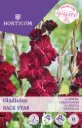 Gladiool ´Back Star´ 7tk 