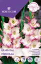 Gladiool ´Priscilla´ 7tk 