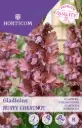 Gladiool ´Rusty Chestnut´ 7tk 