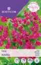 Vikerõis ´Ixia Mabel´ 20tk 