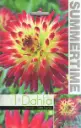 Kaktusdaalia ´TAHITI SUNRISE´ 1tk