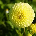 Keradaalia ´GOLDEN TORCH´ 1tk
