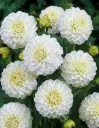 Keradaalia ´WHITE ASTER´ 1tk