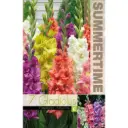 Gladiool ´RUFFLED´ mix 7tk