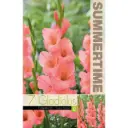 Gladiool ´SUGAR BABE´ 7tk