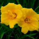 Päevaliilia ´STELLA DE ORO´ 1tk