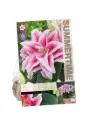 Liilia ´ROSELILY NOWA´ 1tk