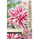 Liilia `MAGIC STAR´ 1tk