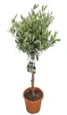 Õlipuu e. oliivipuu P18/90cm