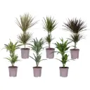 Draakonipuu Marginata Bicolor P8,5/30