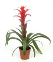 Gusmaania 'Allura' P12cm  