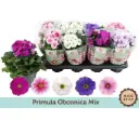 Kuhikpriimula Touch Me P12/25cm mix