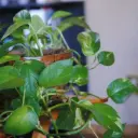 Sulgjas nõelköis rippuv P15/45cm