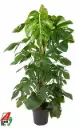 Meeldiv monstera  27Ø 150cm 5v