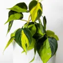 Filodendron 'Scandens Brasil' P19 30cm