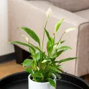 Tõlvlehik 'Sweet Chico' P13 50cm
