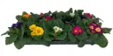 Priimula valik P10/13cm  