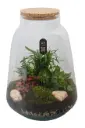 Klaasist terraarium taimedega P20/24cm  