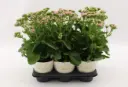 Kalanhoe Rose Flowers Graceful Pink P14cm