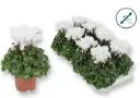 Alpikann 'Compacta White' P10,5cm 