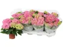 Suurelehine hortensia Early Rosa P14/40cm 