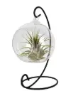 Tillandsia klaaskuulis P10/20cm 
