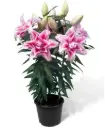 Potiliilia 'Roselily Pink mix' P19/50cm 