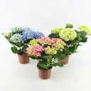 Suurelehine hortensia valik P10/22,5