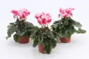 Alpikann 'Abanico' P10,5/25cm
