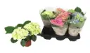 Suurelehine hortensia valik P19/40cm