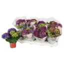 Suurelehine hortensia Ningbo P10/22,5