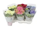 Hortensia potis P13/35cm mix