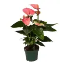 Flamingolill 'Sweet Dreams' P12/42cm