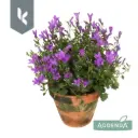 Kellukas P10,5/22,5cm lilla