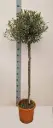 Õlipuu ehk oliivipuu P27/160cm