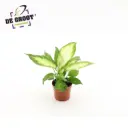 Diifenbahhia 'Camilla' P9cm