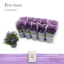 Kellukas 'Dark Take' P12/22cm lilla