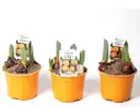 Tulp 'Baby' P7cm valik
