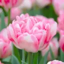 Tulp 'Foxtrot' P12cm