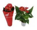 Flamingolill Succes Red P9/30cm
