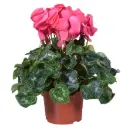 Alpikann XL P10,5/20cm