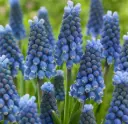 Kobarhüatsint 'Blue Magic' P9cm